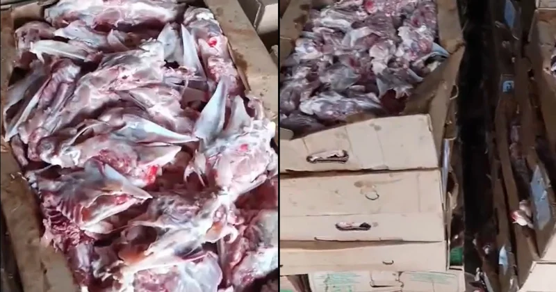 Sonra da deyirsiniz, Moskvanın kolbasasından yoxdur, baxın! VİDEO