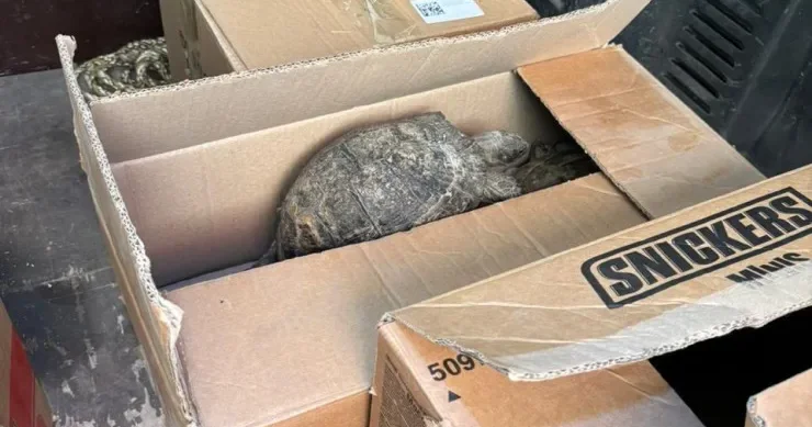 Bakının məşhur kafesində tısbağalar aşkarlandı