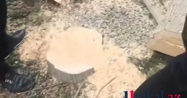 Yaşıllıqları məhv edən vəzifəli şəxs cərimələndi FOTO