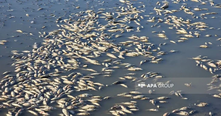 Резкое падение уровня воды привело к массовой гибели рыбы в Джульфе