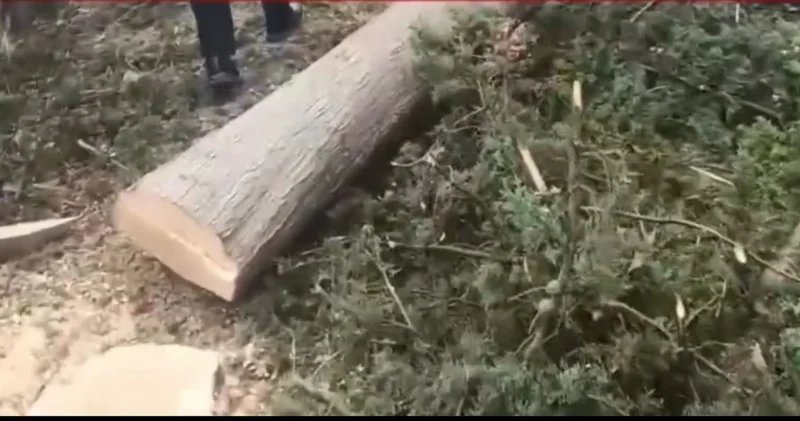 Mingəçevir şəhərində ağaclar kütləvi şəkildə kəsilib: Polis hərəkətə keçdi