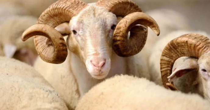 Mütəxəssislərdən Qurban bayramı ilə bağlı xəbərdarlıq