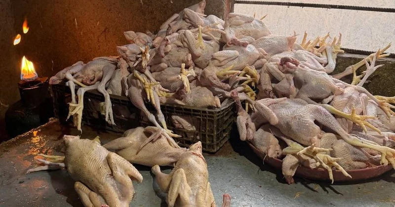 Lənkəranda toyuq kəsimi sexində nöqsanlar aşkarlandı FOTO