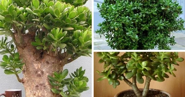 Pul ağacı. Evə pul gətirməsə də, sağlamlıq gətirir