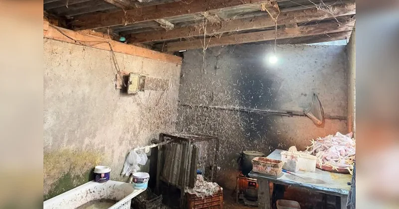 Bu şəraitdə toyuq kəsirmişlər Sex bağlandı Fotolar