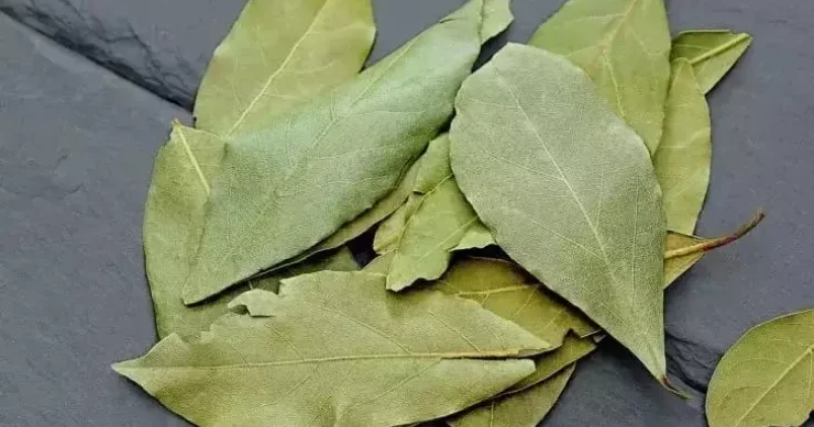 Tualetə dəfnə yarpağı atın Faydalı hiylə