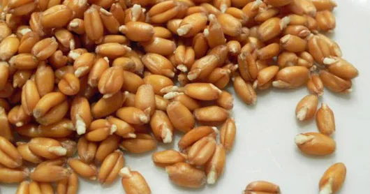 Cücərdilmiş buğdadan CAVANLAŞDIRICI QARIŞIQ
