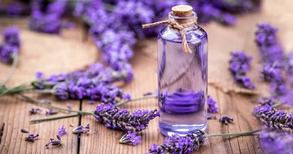 Saça və dəriyə faydalı Sakitləşdirici lavanda yağı