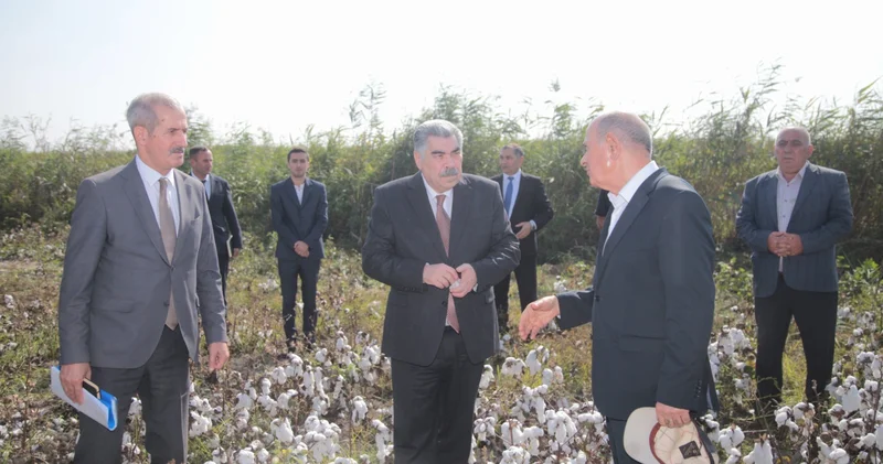 Rüstəm Xəlilov Salyanın pambıq sahələrində