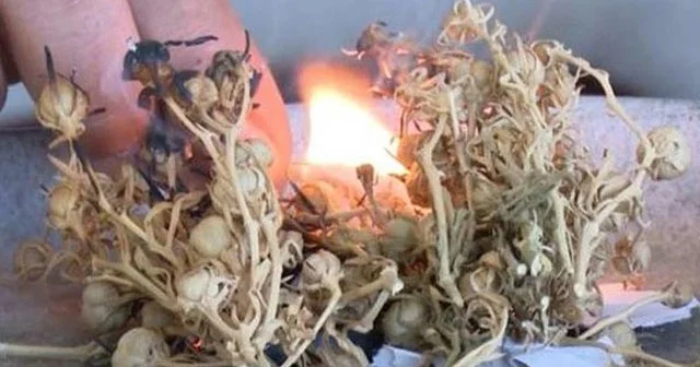 Üzərliksən, davasan… Evdə üzərlik yandırmağın FAYDASI