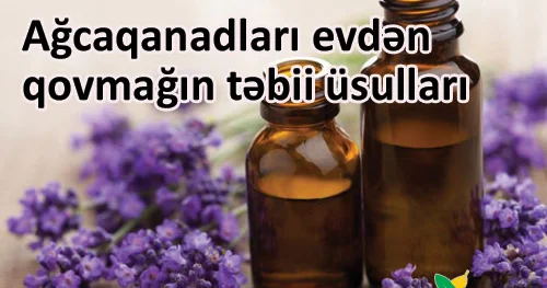 Ağcaqanadları evdən qovmağın təbii üsulları