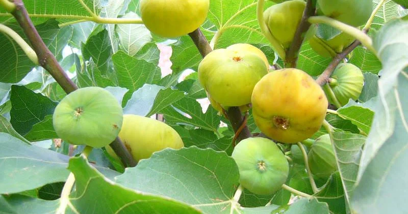 Əncir yarpaqlarının bilinməyən faydaları şəkəri salır, ürəyi qoruyur, damarları təmizləyir...