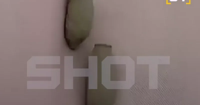 Осы убийцы атакуют россиян Видео