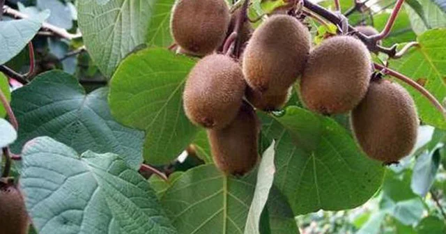 Ürəyi qoruyur, yuxusuzluğu aradan qaldırır... ŞƏFALI MEYVƏDƏN YARARLANIN