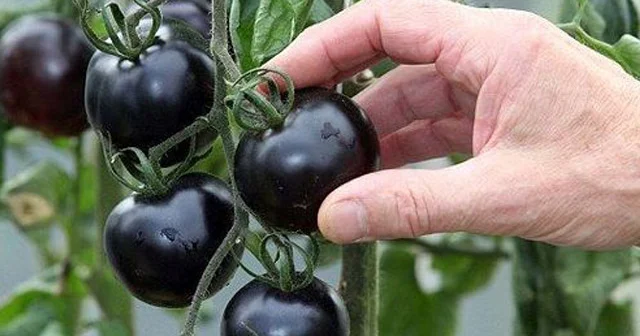 Qara pomidor. Qeyri adi tərəvəzin inanılmaz faydaları