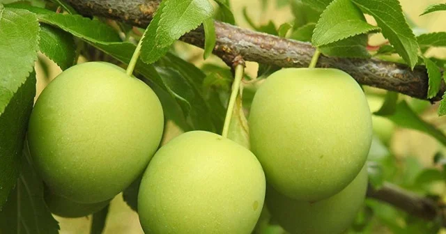 Arıqlamaq üçün bu meyvədən yeyin