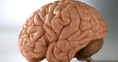İnsan beyini nə zaman qocalmağa başlayır?