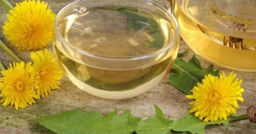 Osteoxondroz, revmatizm, artroz zamanı ağrıları azaldan bitki