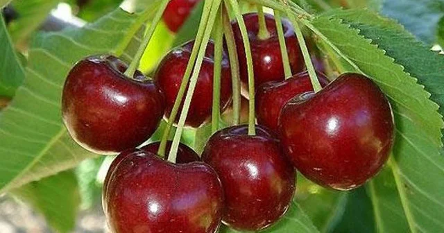 Qanı təmizləyən və arıqlamağa kömək edən MEYVƏ