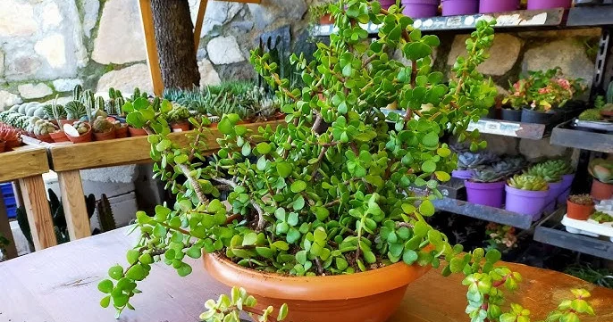 Şəfalı krassula Evin yaşıl loğmanı