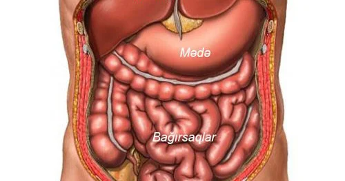 Mədə necə işləyir?
