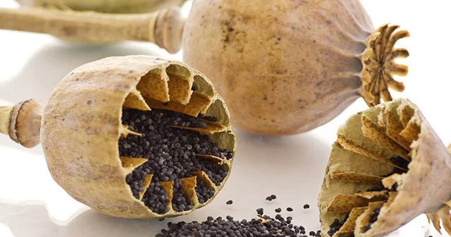 Xaşxaşın dəymiş toxumları Ağrı, təzyiq və neçə neçə xəstəliyə ÇARƏ