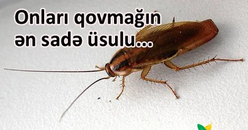 Tarakan, qarışqa, milçək, ağcaqanad... Onları qovmağın ən sadə üsulu