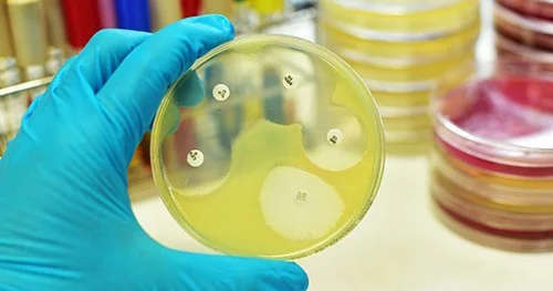 Ana südü əsasında yeni antibiotik hazırlanıb