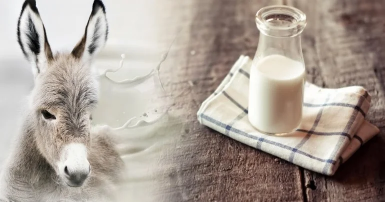 Eşşək südü sağlamlıq üçün faydalıdırmı? XALQ TƏBABƏTİNDƏ İSTİFADƏSİ