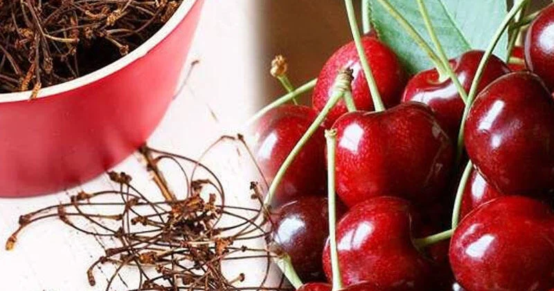 Qaraciyəri qoruyur, böyrək daşlarını salır Gilas saplağının BÜTÜN FAYDALARI