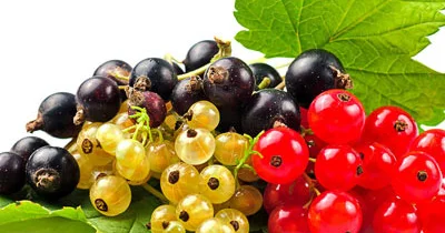 Qara və qırmızı qarağatın faydaları