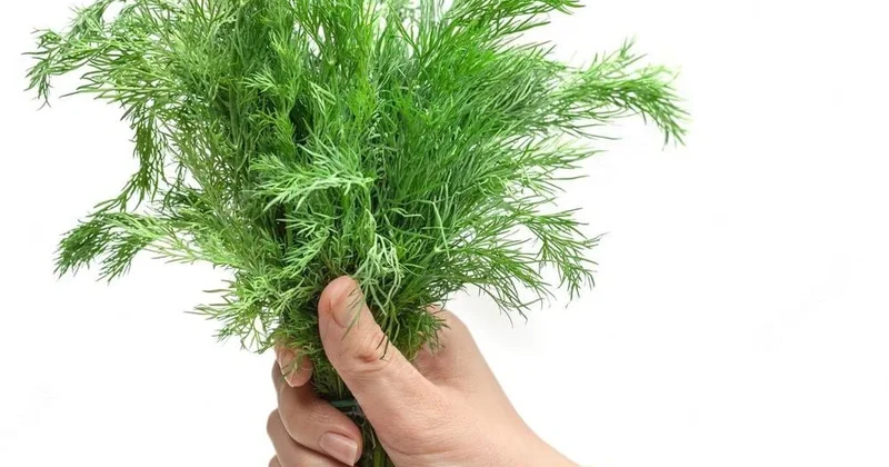 Zob düyünlərini kiçildən unikal qida ŞÜYÜD MÜALİCƏSİ