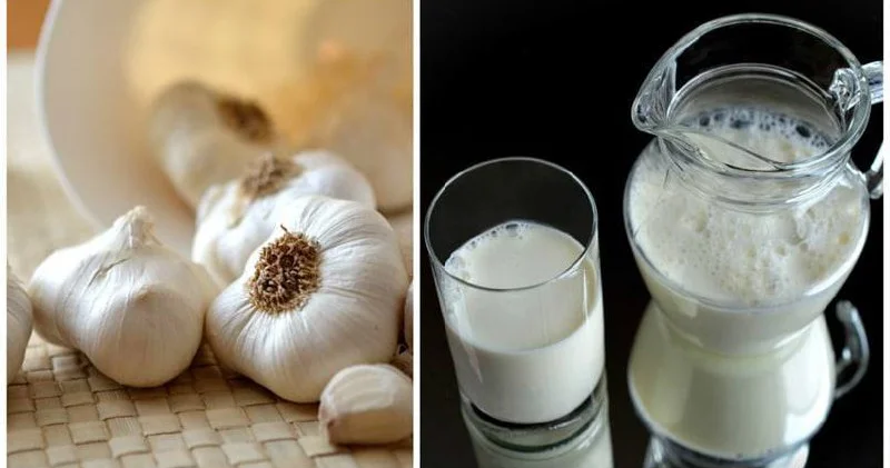Gəncliyin iksiri Sarımsaqlı SÜD