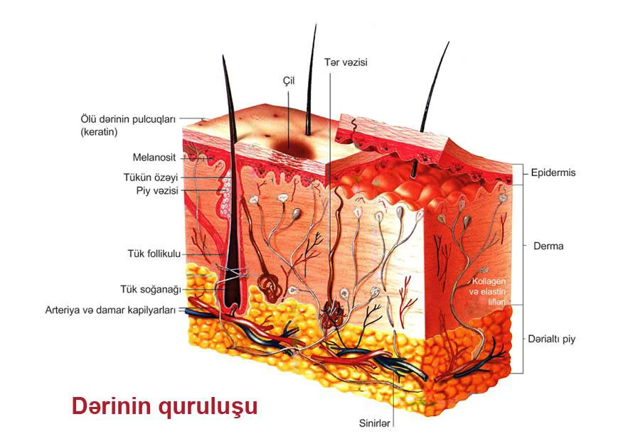 Dərinin quruluşu