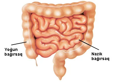 Bağırsaqların normal mikroflorası