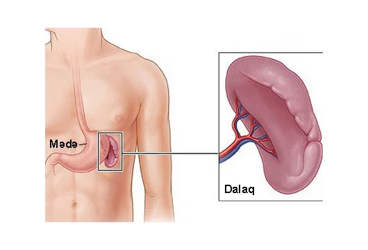 Dalaq sirli orqandır