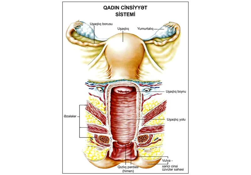 Qadınların reproduktiv (dölyaratma) sistemi