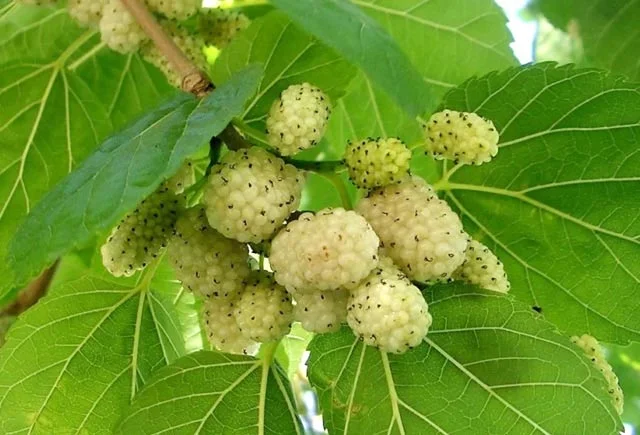 Ürəyin sağlamlığı üçün AĞ TUT dəmləməsi. RESEPT