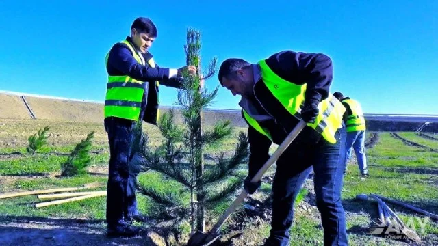 AAYDA növbəti ağacəkmə aksiyası keçirib