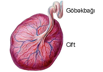 Ciftin finksiyaları və yerləşməsi