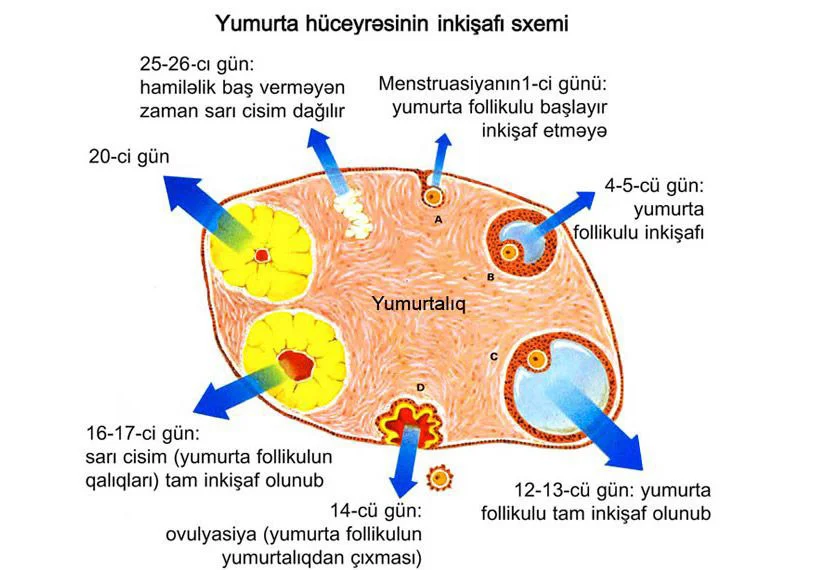 Yumurta hüceyrəsinin yetişməsi və ovulyasiya