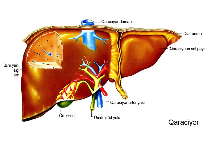 Qaraciyər çox vacib orqandır