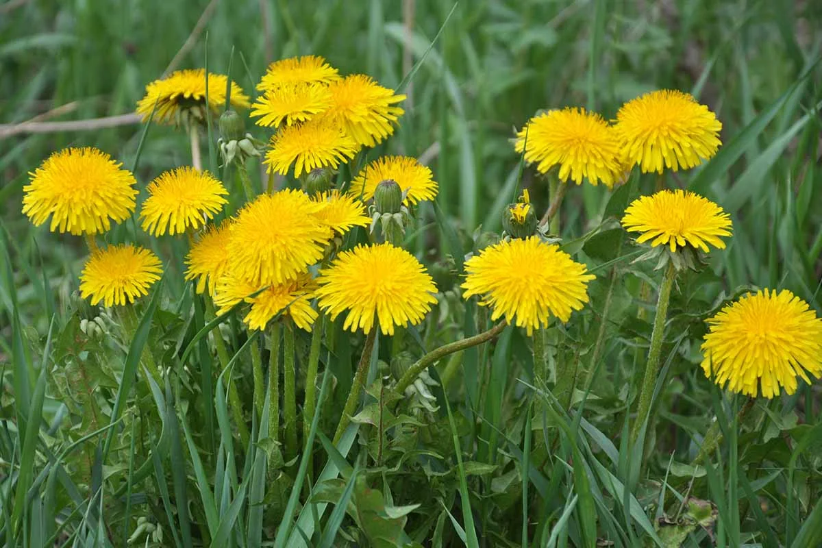 Dandelionun Faydaları Dandelion nə edir? Nə üçün yaxşıdır?