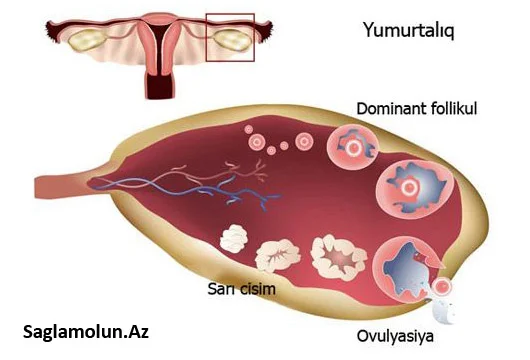 Menstrual tsikl (aybaşı dövrü)