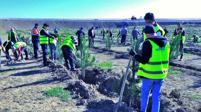 AAYDA növbəti ağacəkmə aksiyası keçirilib FOTO VİDEO