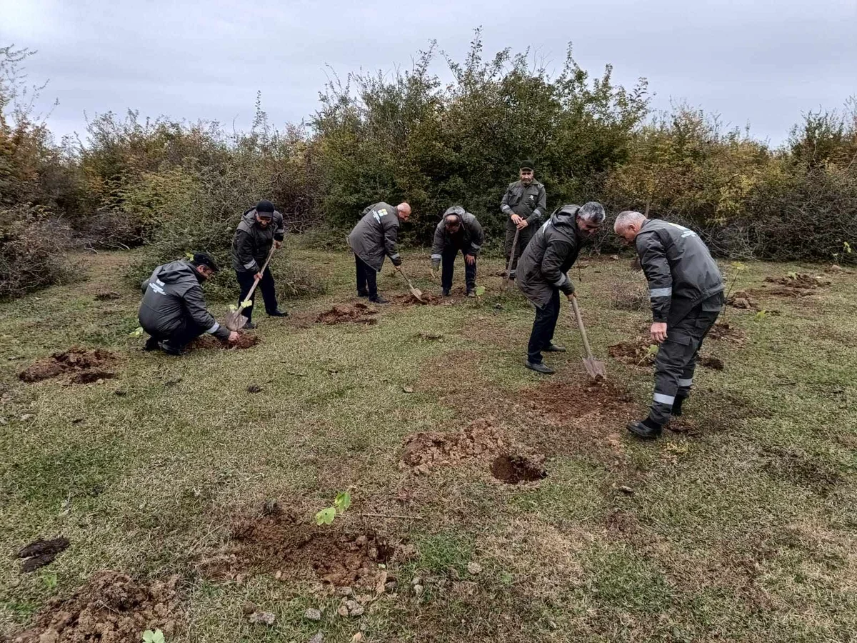 Tətil günlərində meşə fondu torpaqlarında 195 min ağac əkildi