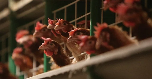 Toyuq ətinə tələbat çoxaldı: qiymətlər də artacaq?