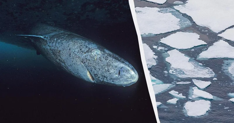 Yer kürəsinin ən yaşlı heyvanı: Roma imperatorlarını görə biləcək qədər ömür sürüb