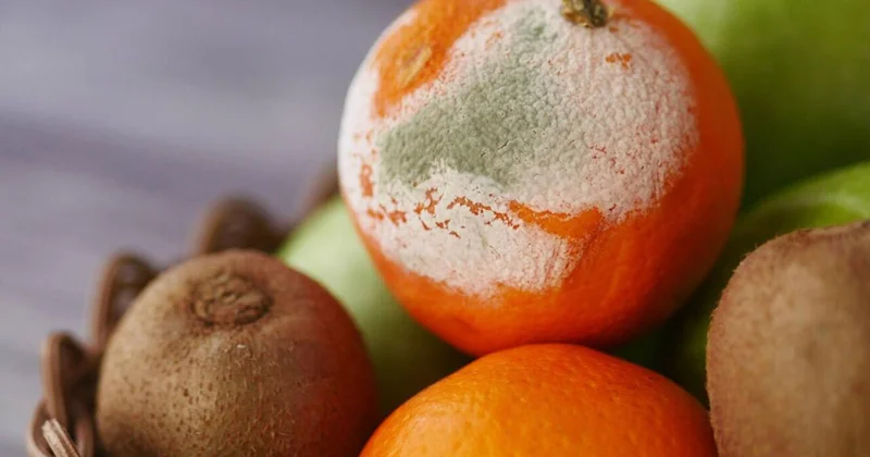 Kiflənmiş məhsulları yemək xərçəng yaradır