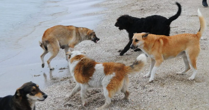 Şəkidə iki nəfərə it HÜCUM ETDİ